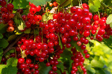 Load image into Gallery viewer, Red Currant