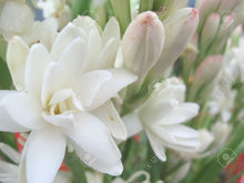 Load image into Gallery viewer, Tuberose